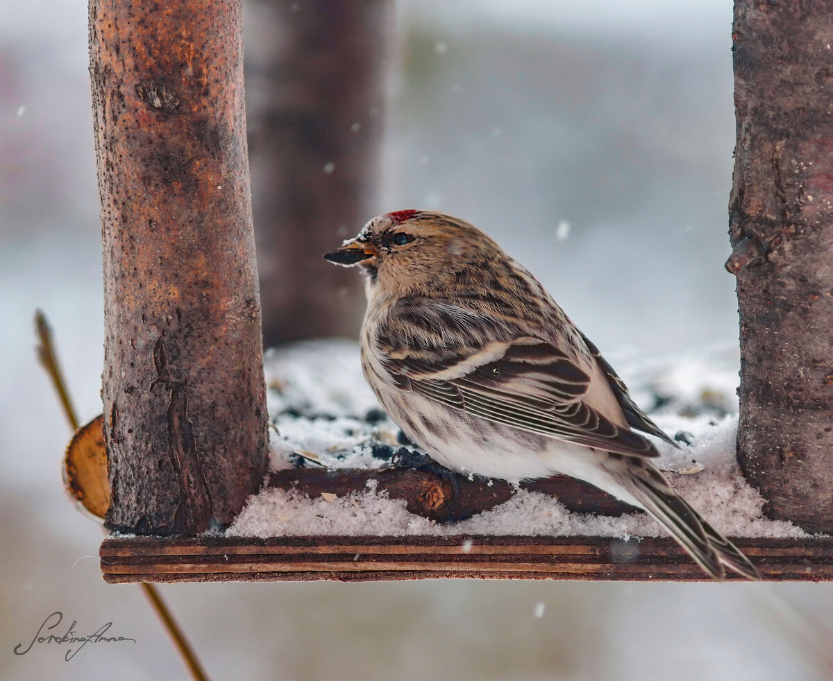 Какие птицы прилетают зимой? Зимние птицы - кочевники | Природа и экология  | annie_wild_life | Дзен