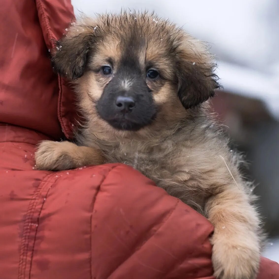 Щенки замерзают 🥶 - им срочно нужен дом! 📢 | Фонд 