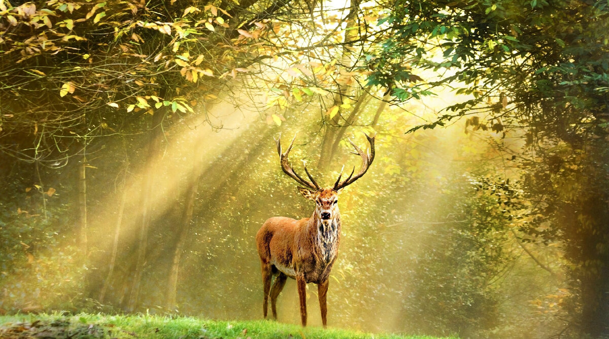 Тот самый олень