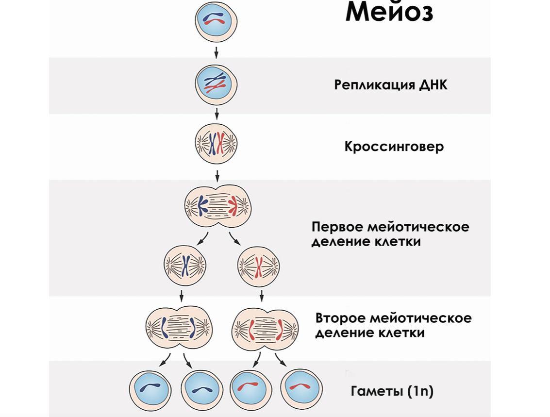 Нормальный результат мейотического деления клетки, в самых общих чертах