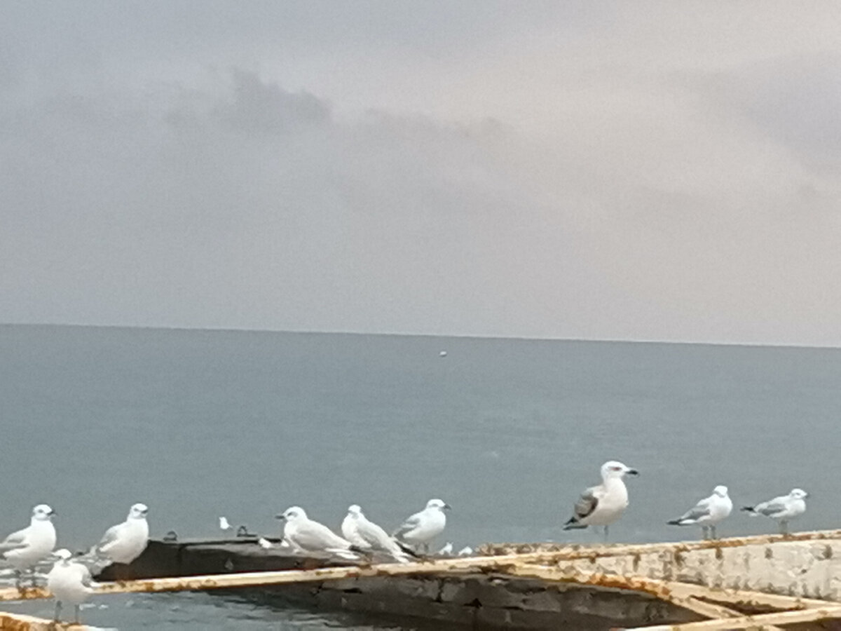 Чайки. 