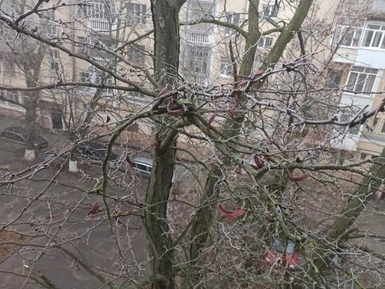     Фото: Rostov.ru.