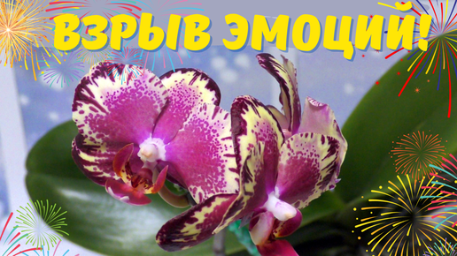 Орхидея - взрыв эмоций! Phalaenopsis I-Hsin The Big Bang