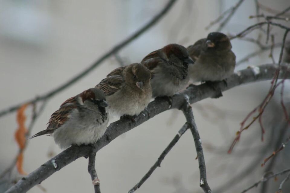     В России обитают два вида воробьев: домовые, которых по-другому называют городскими, и полевые Олег УКЛАДОВ