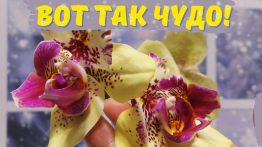 Орхидейное чудо-юдо. Phalaenopsis I-Hsin Spot Leopard (peloric)