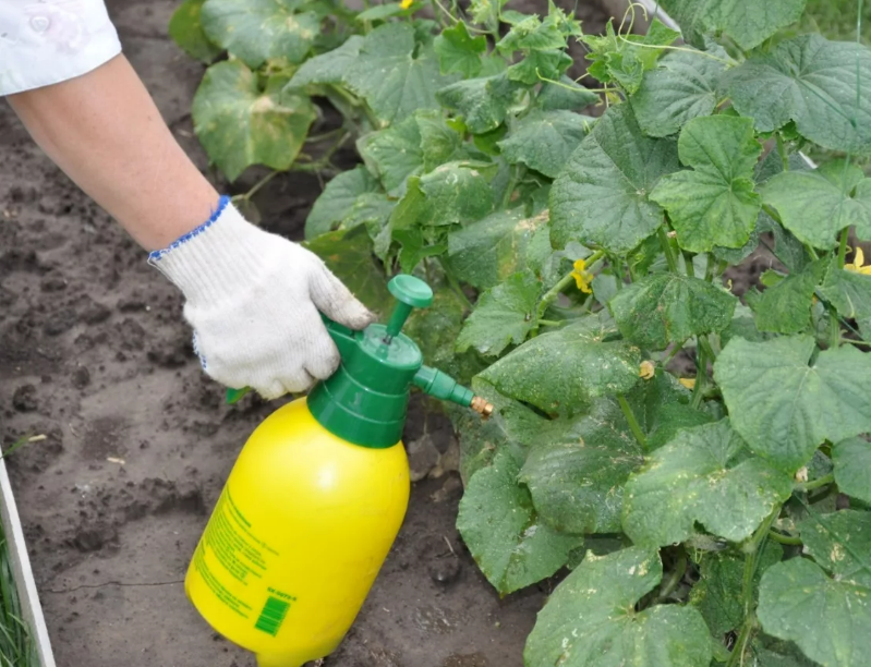 Фотография взята из источника stroy-podskazka.ru