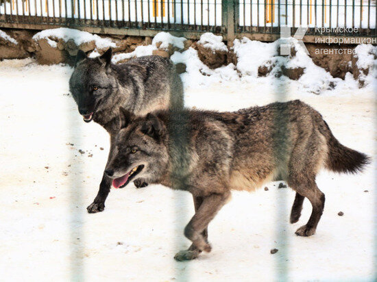     Фото: Гала Амарандо/kianews24.ru/