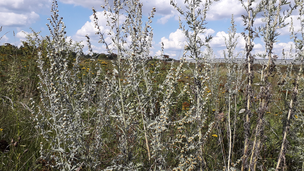 Стебли полыни горькой у дороги