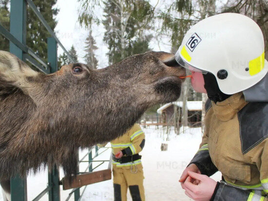     Фото: МЧС по Костромской области