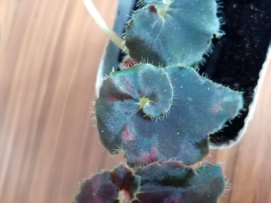 Идеально закрученная улитка. Фото автора.