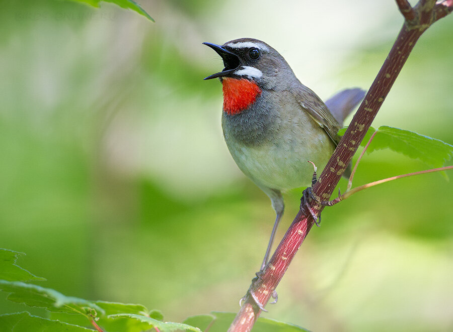 Соловей-красношейка! Фото из открытых источников.