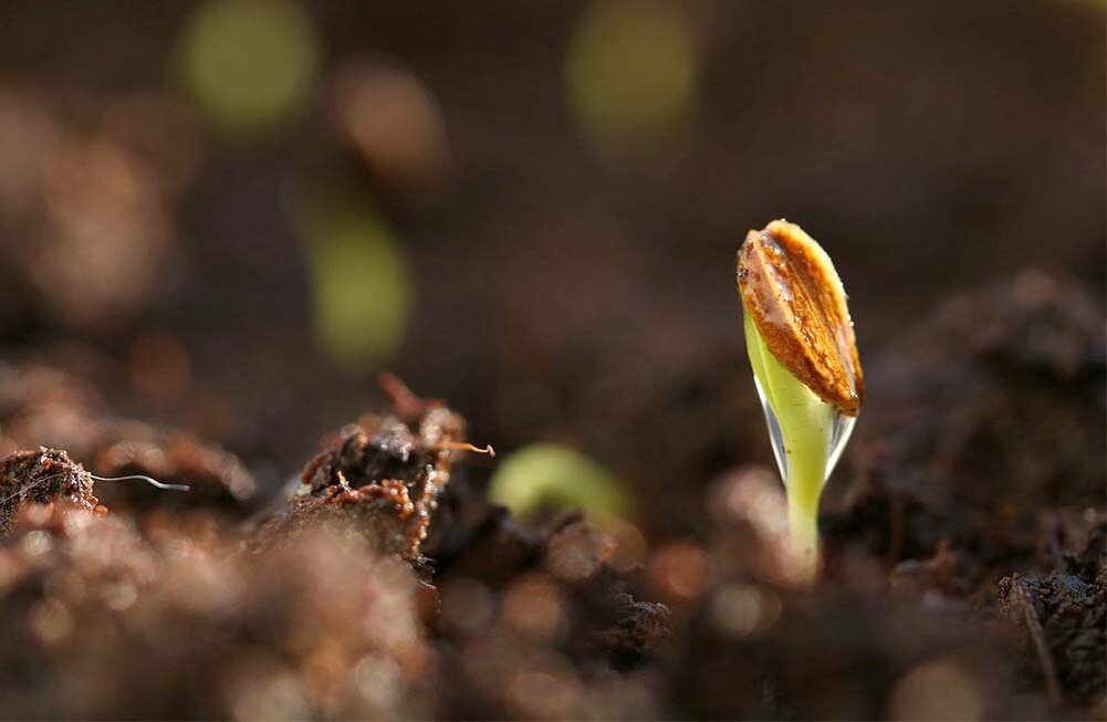 Фото: pixabay.com