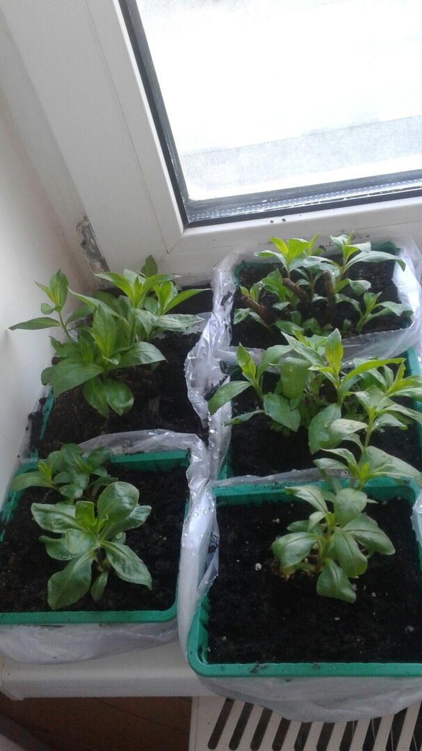 В 2019 году было выписано 6 сортов