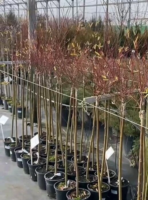 Питомник *Гавриш*