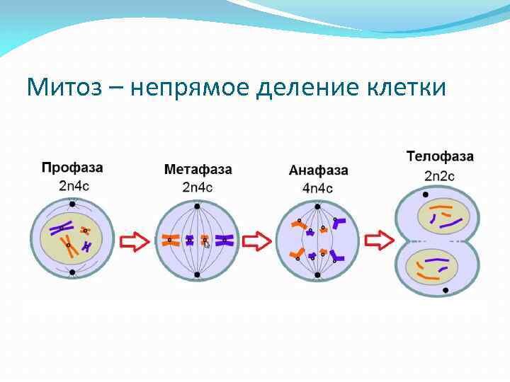 Фазы митоза рисунки с подписями