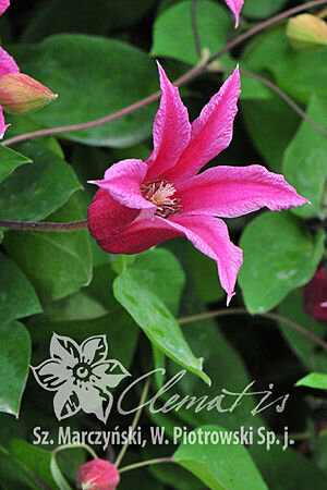 Clematis 'Princess Diana'