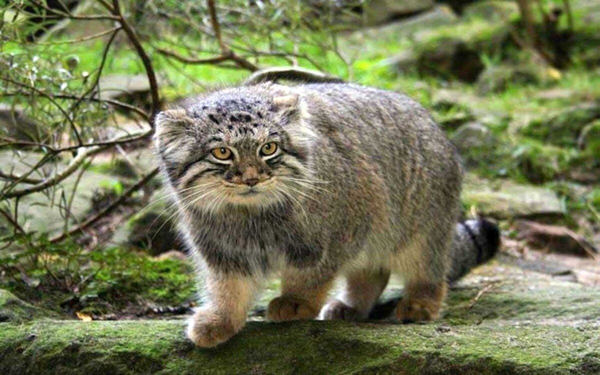 Дикий кот манул – это хищный представитель малых кошек из семейства Кошачьих. Манул интересное и необычное животное. Кот манул умен, осторожен и скрытен. Животное манул также называется палласов кот.