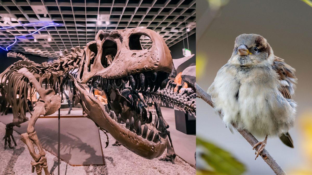 Окаменелости динозавров с изображением рук с подозрительным изгибом в локте и запястье могут намекать на наличие несохранившегося сухожилия, которое лежит в основе всех современных птичьих полетов.