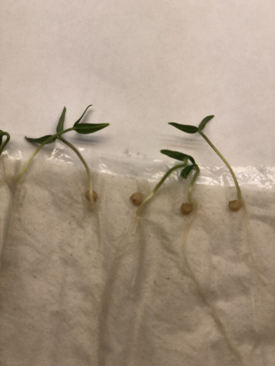 Рассада перца в самокрутке. Выбираем лидеров. 