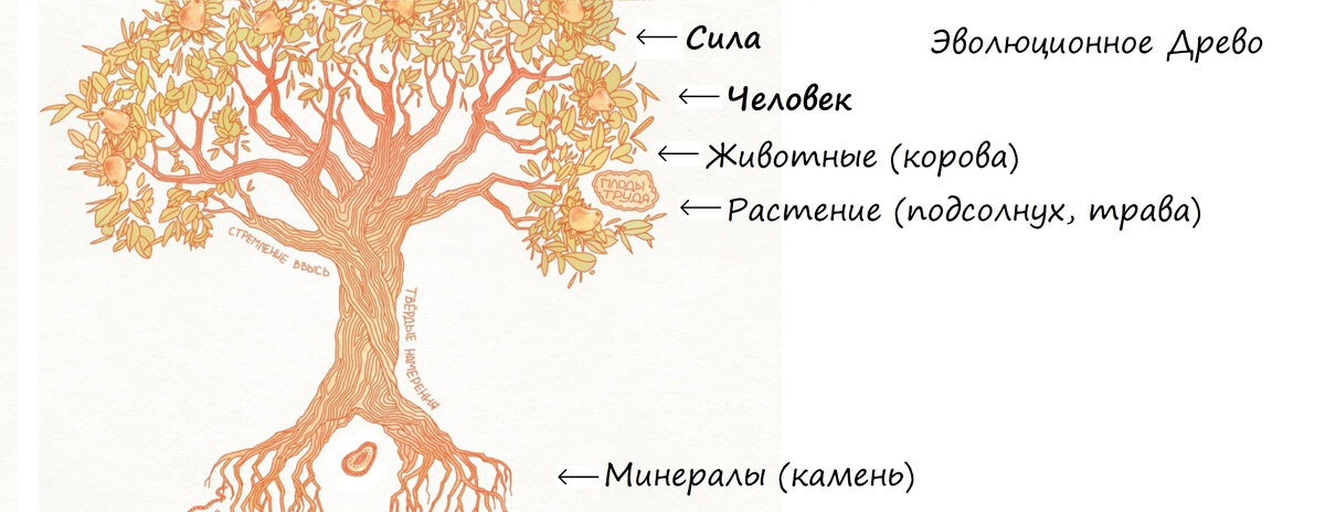 Эволюционное древо