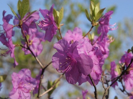 РОЗОВОЕ ОБЛАКО: ПЕРВЫЕ РОДОДЕНДРОНЫ ЗАЦВЕЛИ В ПРИМОРЬЕ ФОТО: «ЗЕМЛЯ ЛЕОПАРДА» - ДИРЕКЦИЯ ЗАПОВЕДНИКОВ