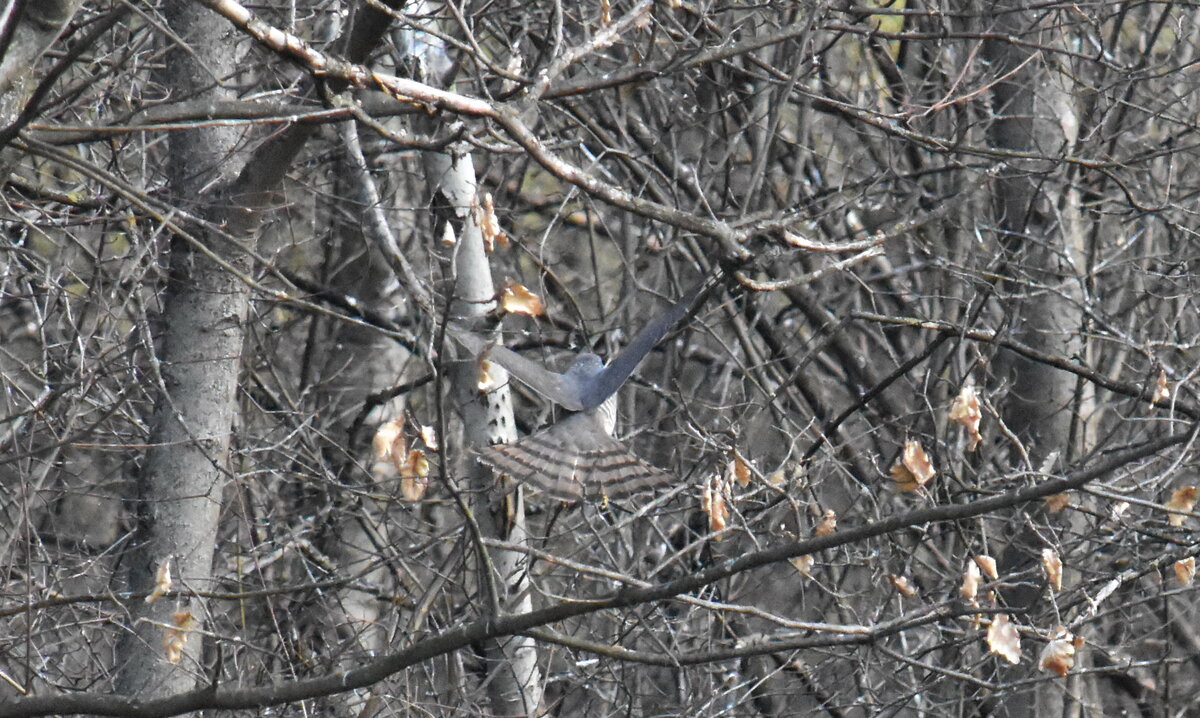 Ястреб-перепелятник. Фото С.Т. Комарова