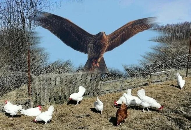 Фото из интернета, из разных источников. На авторство не претендую.