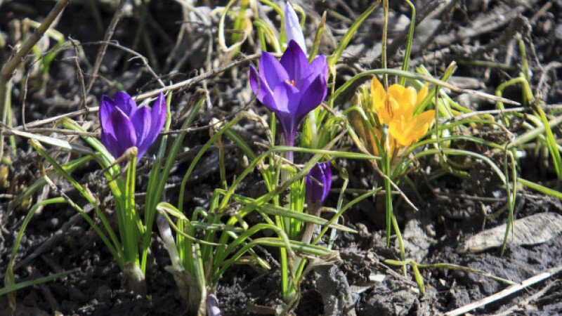     Первые весенние цветы в Барнауле. Анна Зайкова/altapress.ru.