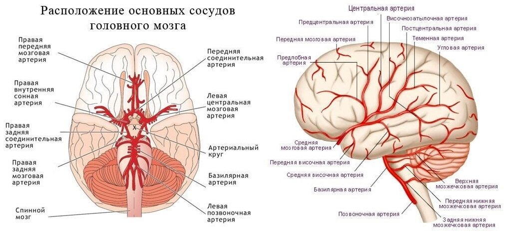 Ветви базилярной артерии схема