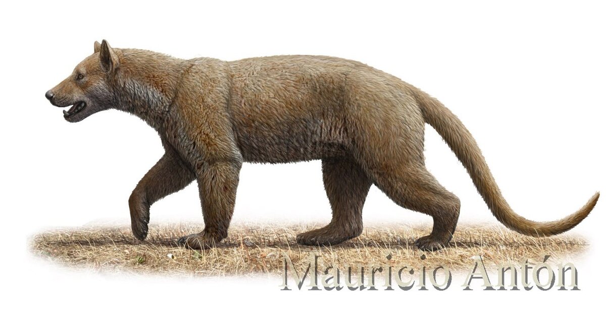 Амфиционы (Amphicyon) – собакомедведи огромных размеров. | Paleo-end ...