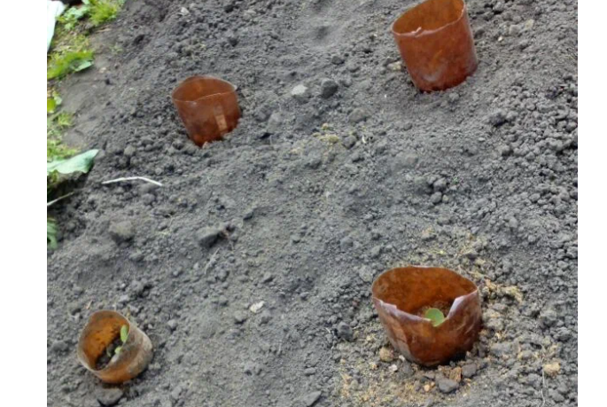 В кольцах растет капуста, кошки в них не лезут