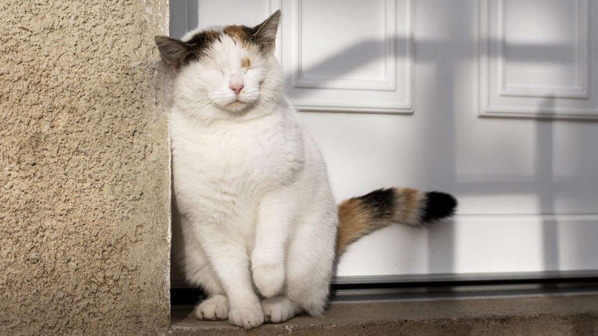 Mi gato se eriza sin motivo