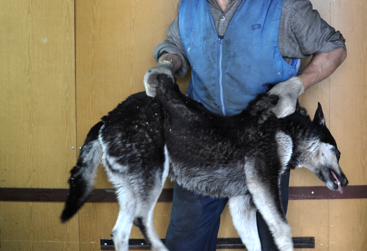 Вот что ждет всех собак без дома...