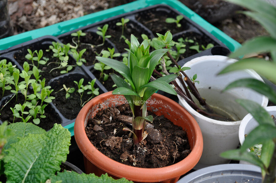 В теплице доращиваю покупные луковицы лилий  и выращиваю другие растения