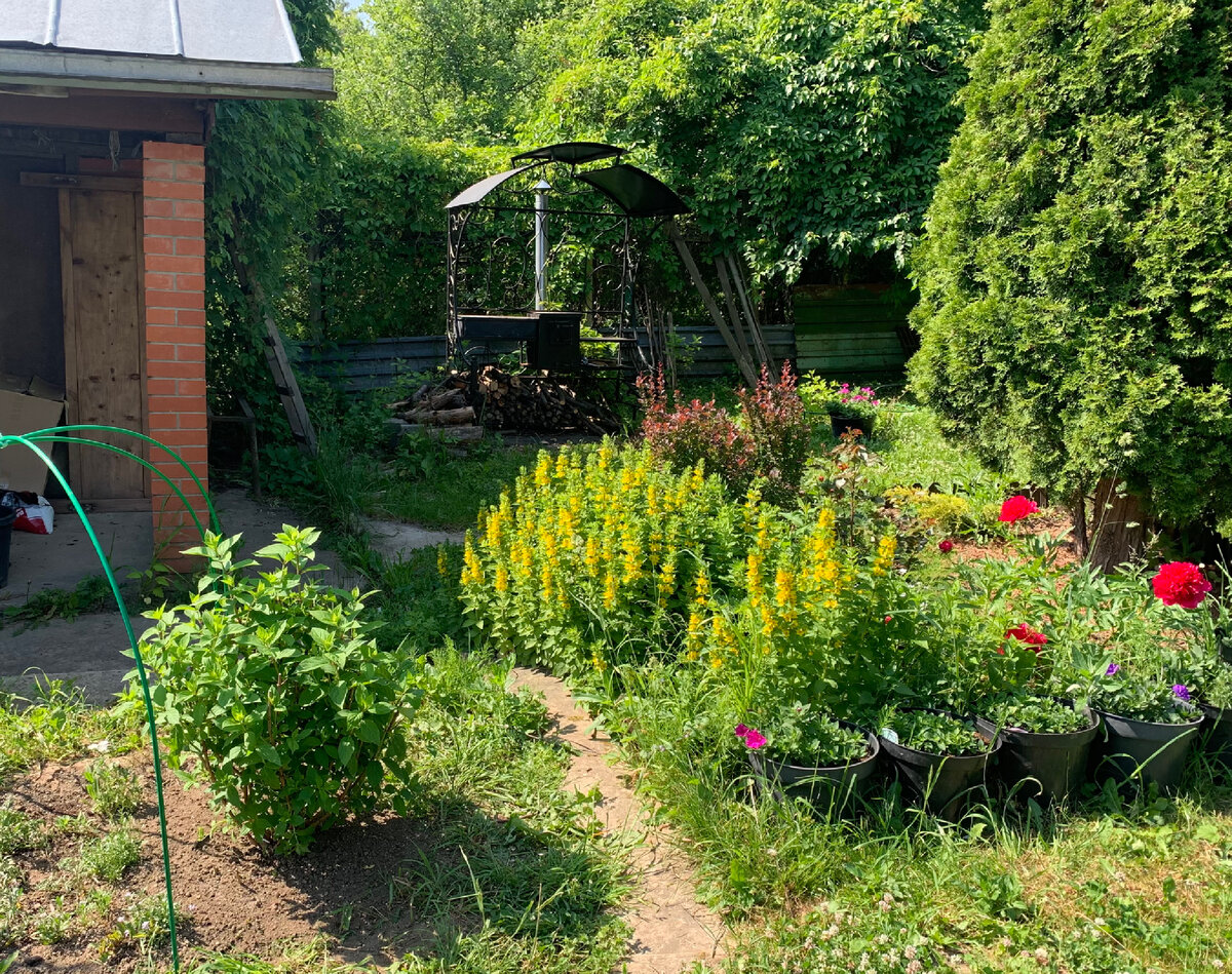 Слева направо: гортензия лаймлайт, вербейник, пион.