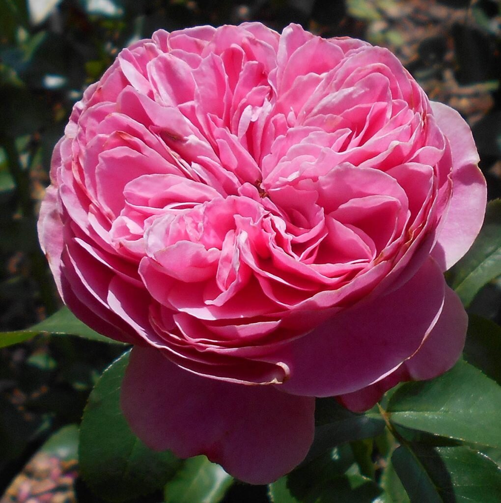 Леонардо да Винчи