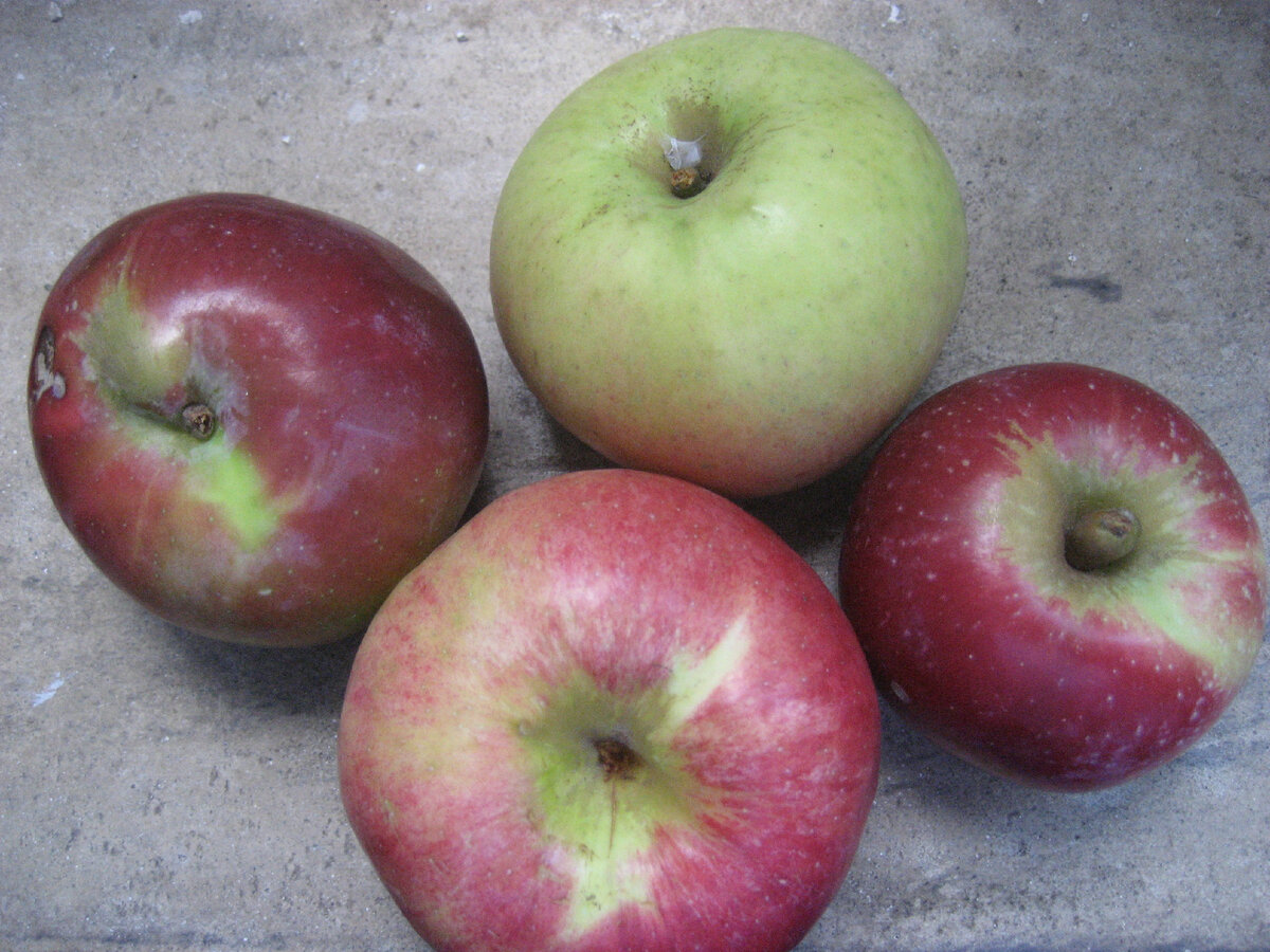 "Что за яблочко: оно сока спелого полно!" Фото автора.