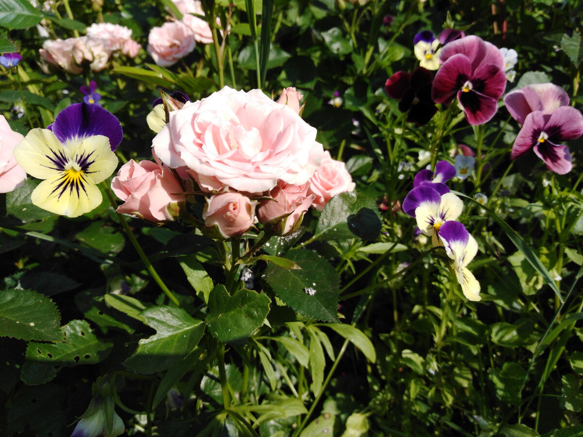 Виолы Виттрока и "рогатки" - постоянные соседи для моих бордюрных роз Сноудэнс