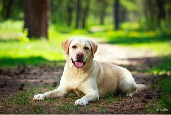 Лабрадор 