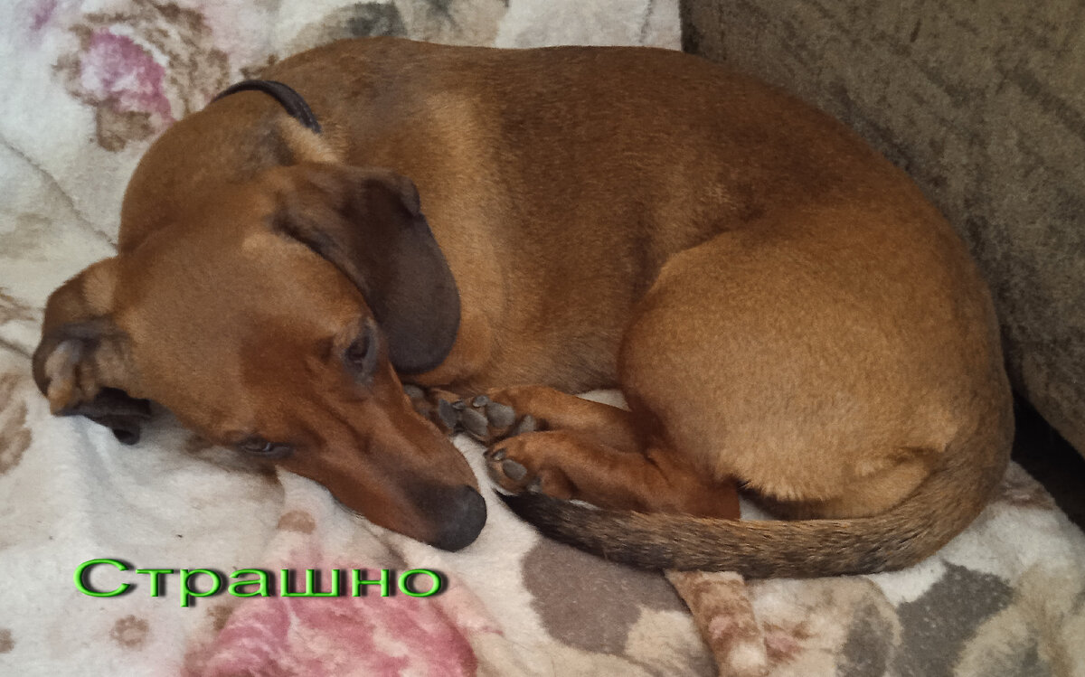 Собакам бывает страшно