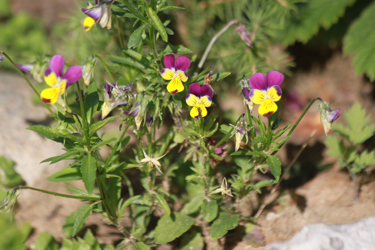 Попрыгунчик Джонни. Фото автора