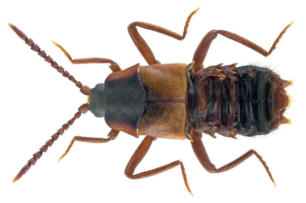 Lomechusa emarginatus