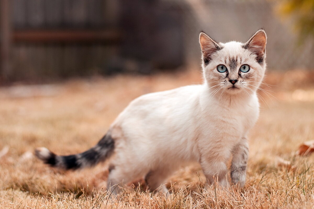 Фото: https://s1.1zoom.ru/big0/231/322343-alexfas01.jpg
