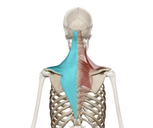 Трапециевидные мышцы, растягиваются при смещении лопаток от позвоночника.