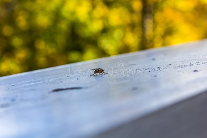 Ознакомительное фото из интернета.