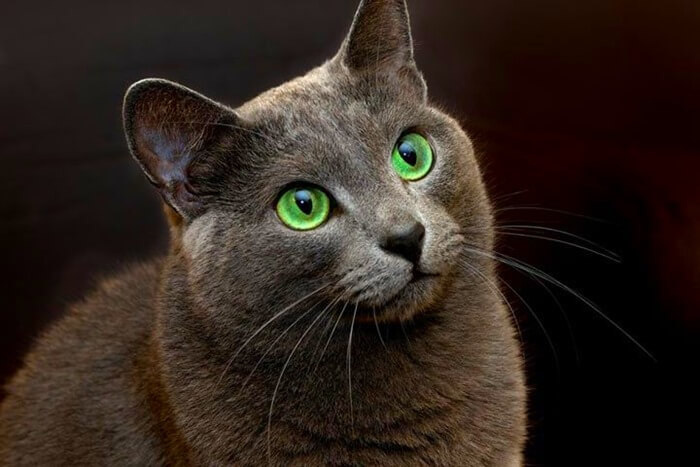 Это изящная, и при этом мускулистая кошка со стройным телом, клиновидной головой и блестящими изумрудно-зелеными глазами. Она — отличный крысолов, недоверчива к незнакомцам, очень ласкова и игрива с детьми (при этом не выпускает когти), а с хозяевами ведет себя деликатно и кротко. Идеальный питомец как для квартиры, так и для частного дома.