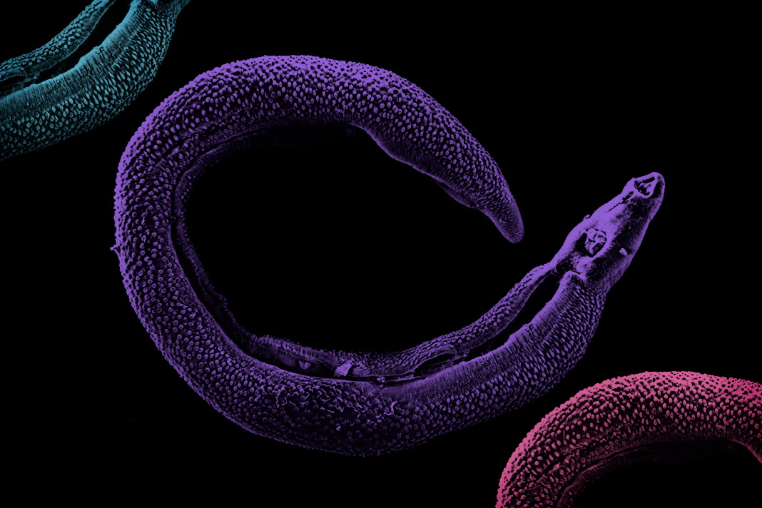 против червей