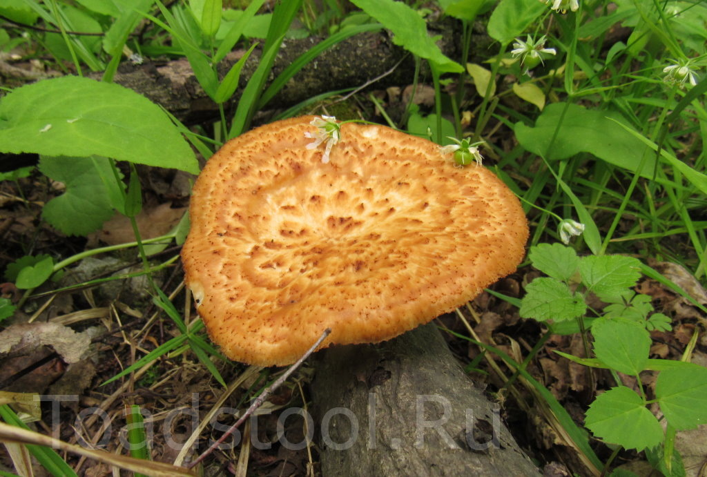 Клубненосец как он есть (фото И.Лебединского)