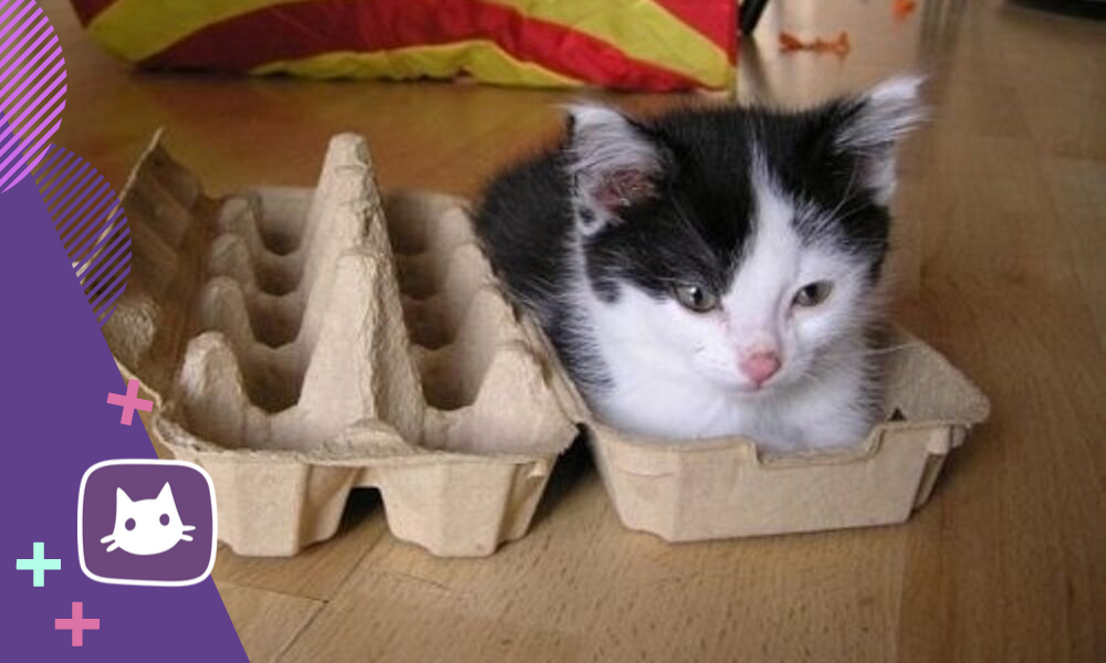 Почему коты любят коробки