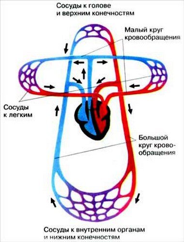 Качественная профилактика кровообращения органов малого таза за счет простого комплекса домашних упражнений.